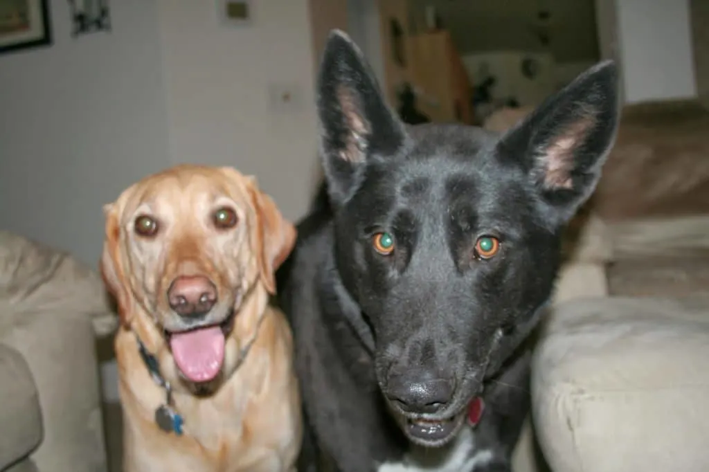 Mia & Lily Mia, Lily, Dogs, DSLR