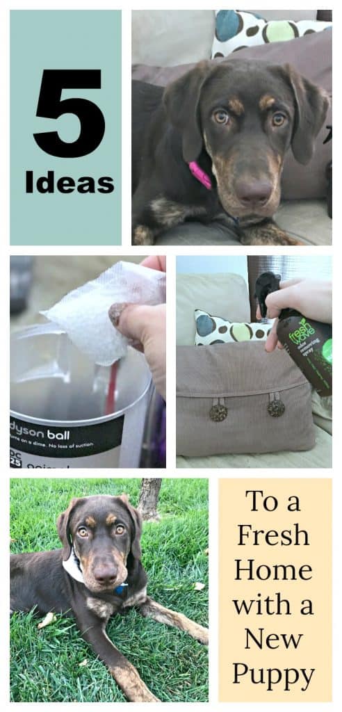 ideas to freshen home, how to naturally remove odors, how to naturally freshen up your house, affordable natural dog wash, tips to freshen up your home with a puppy