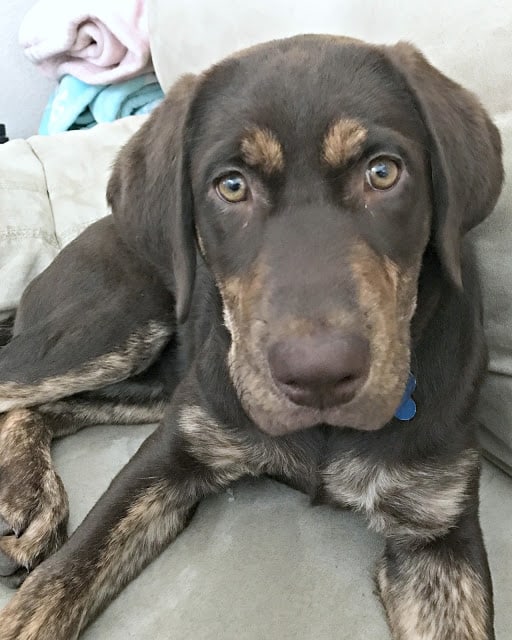 ideas to freshen home, how to naturally remove odors, how to naturally freshen up your house, affordable natural dog wash, tips to freshen up your home with a puppy