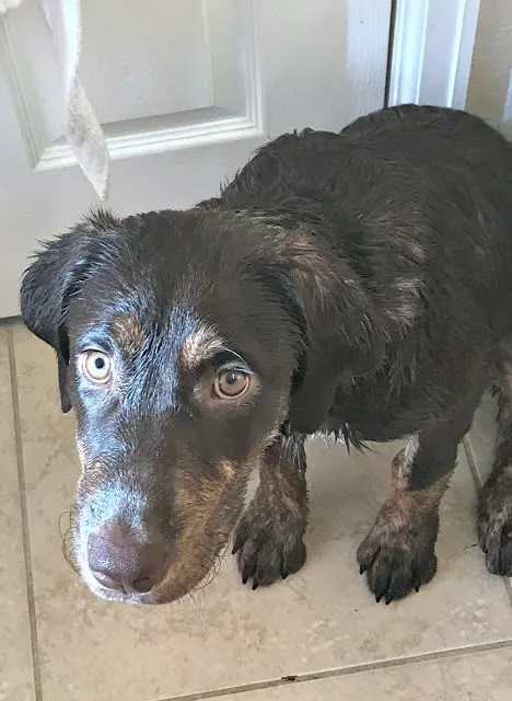 ideas to freshen home, how to naturally remove odors, how to naturally freshen up your house, affordable natural dog wash, tips to freshen up your home with a puppy