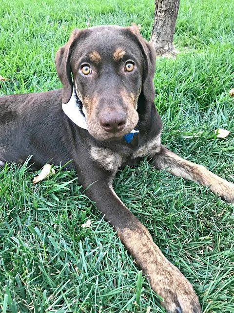 ideas to freshen home, how to naturally remove odors, how to naturally freshen up your house, affordable natural dog wash, tips to freshen up your home with a puppy