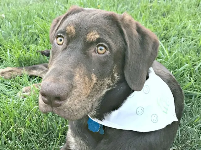 ideas to freshen home, how to naturally remove odors, how to naturally freshen up your house, affordable natural dog wash, tips to freshen up your home with a puppy