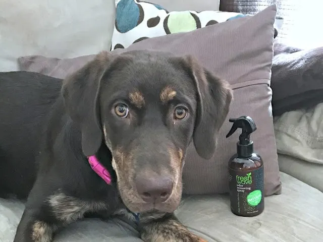 ideas to freshen home, how to naturally remove odors, how to naturally freshen up your house, affordable natural dog wash, tips to freshen up your home with a puppy