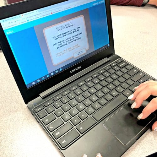 Our Experience Learning French with KOKORO Lingua - We Got The Funk