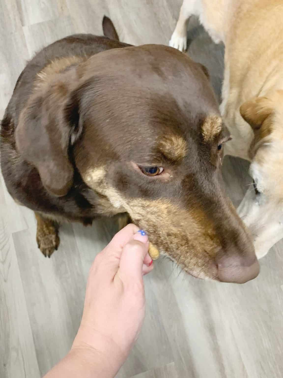 Treating Our Pets and Dog Food Aggression Training Techniques We Got