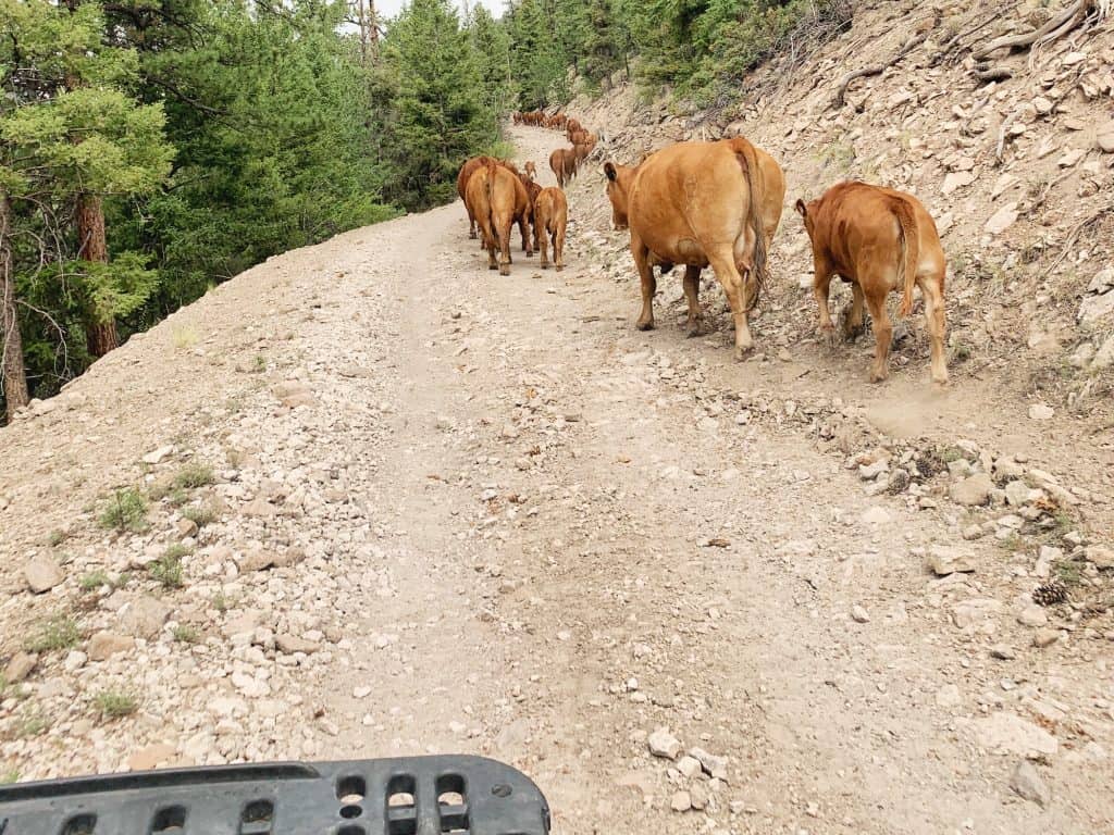 Cows on trail in South Fork Colorado