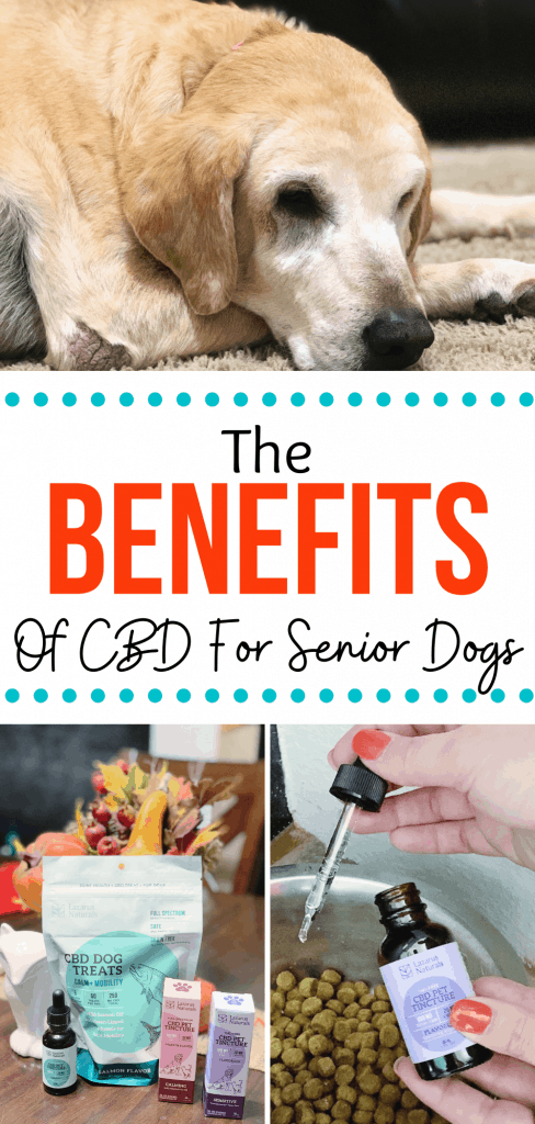 The Benefits of CBD for Senior Dogs