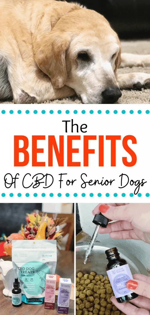 The Benefits of CBD for Senior Dogs